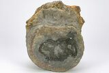 Sauropod Dinosaur (Duriatitan) Vertebra - England #206419-3